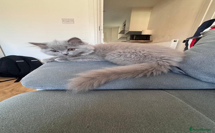 British Longhair cats in Watford - Advert 1