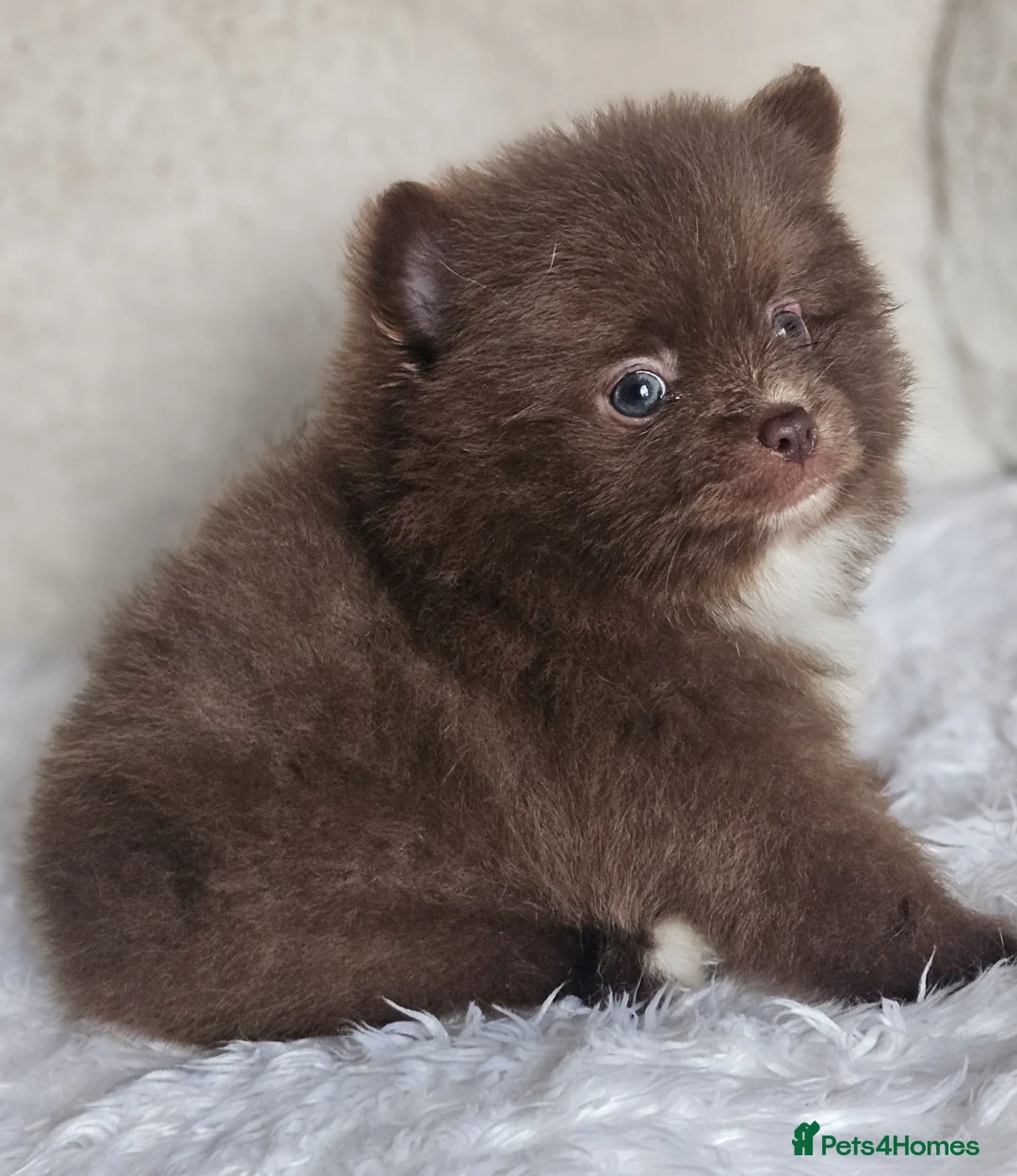 Pomeranian dogs for sale: 2 Beautiful Boy KC pomeranian puppies  - Advert 8