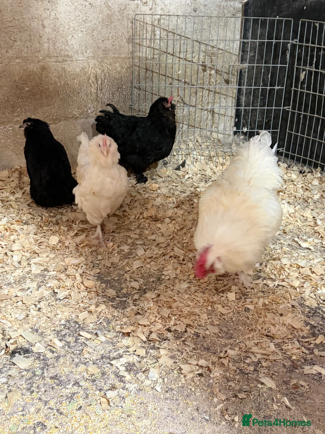 Chickens poultry for sale: 3 laying hens and cockerel.  - Advert 2