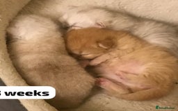 Persian cats for sale: GCCF Registered Persian Pedigree  Kittens - Image 3