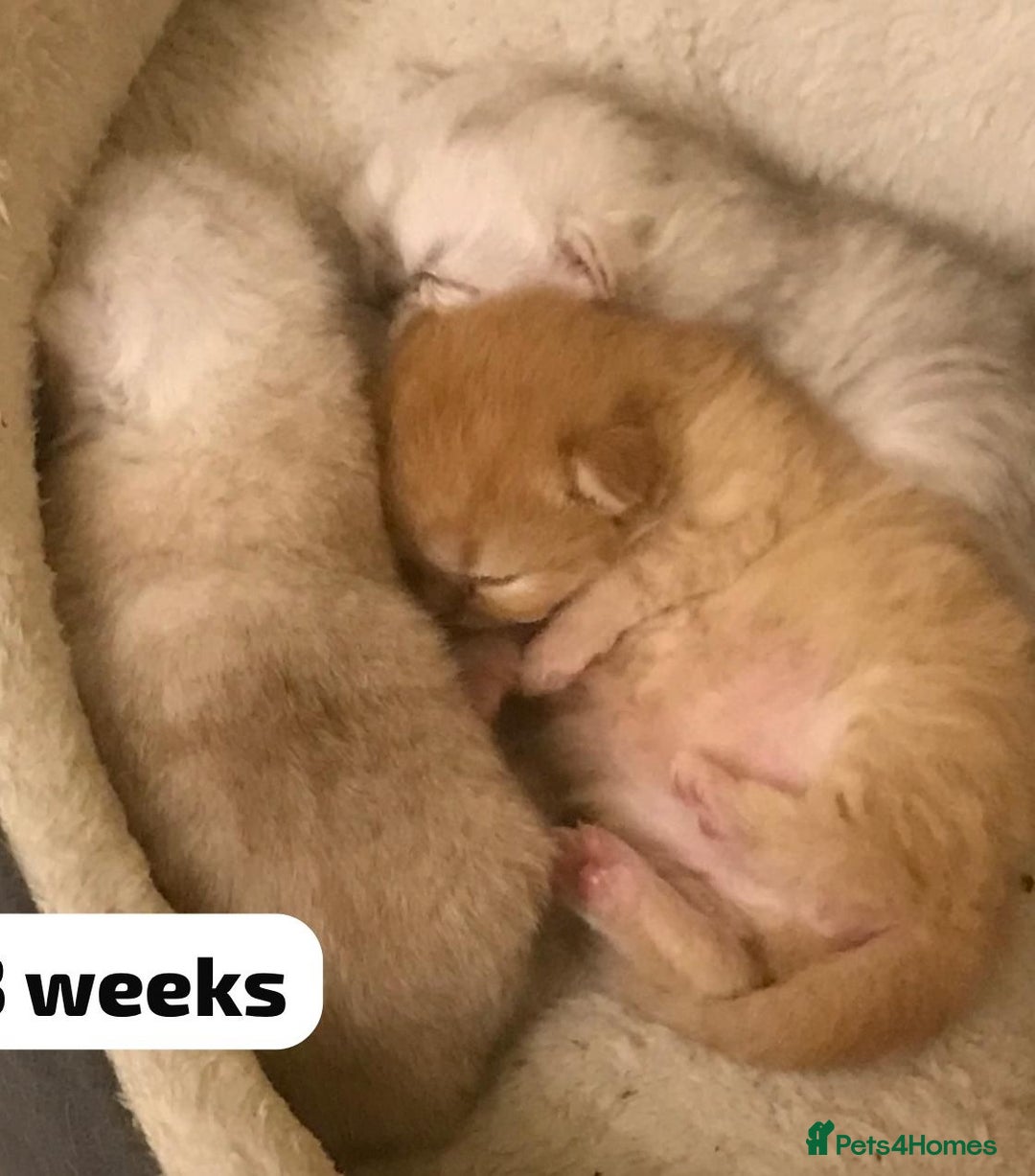 Persian cats for sale: GCCF Registered Persian Pedigree  Kittens - Image 3
