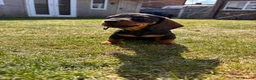 Miniature Dachshund dogs for sale: £1250 **Ready now** Mini dachshund puppies - Advert 17