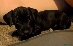 Mixed Breed dogs for sale: Doxie-Dales ready now - Image 20