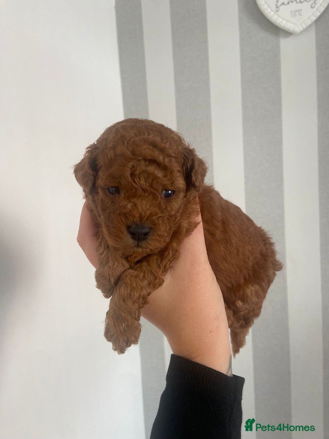 Cavapoochon dogs for sale: Cavapoochons!!🐶 ONLY ONE BOY LEFT!!  - Image 9