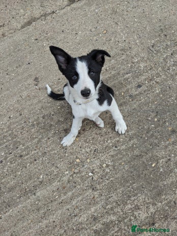 Border Collie dogs - Advert 4