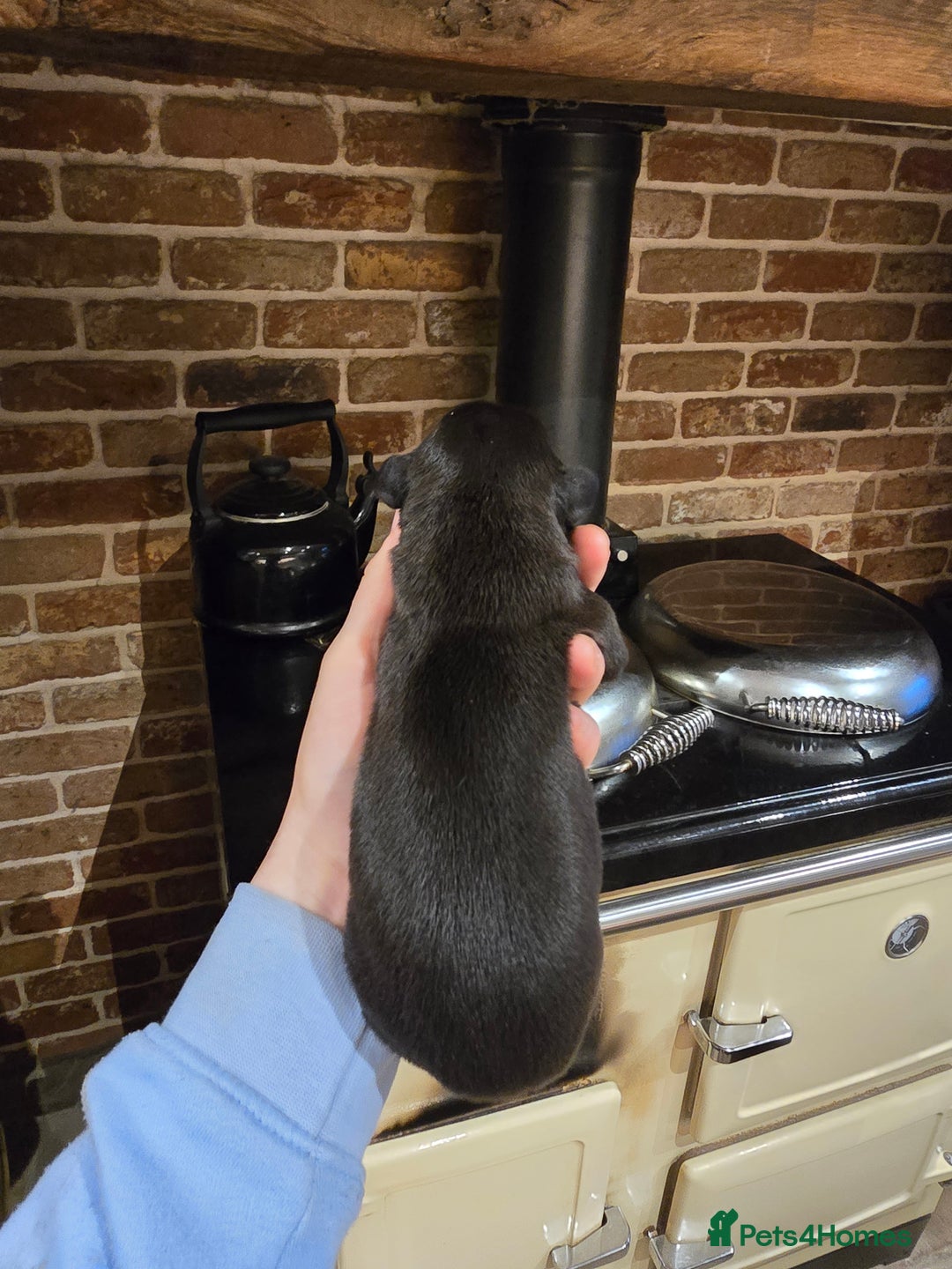 Whippet dogs for sale: Litter of two kc whippets - Image 5