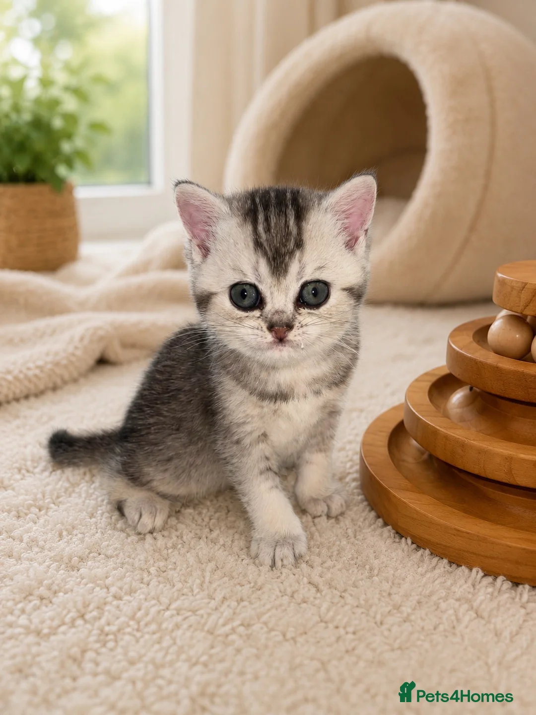 British Shorthair cats for sale: READY NOW! GCCF Register, Silver chinchilla Girls - Advert 20