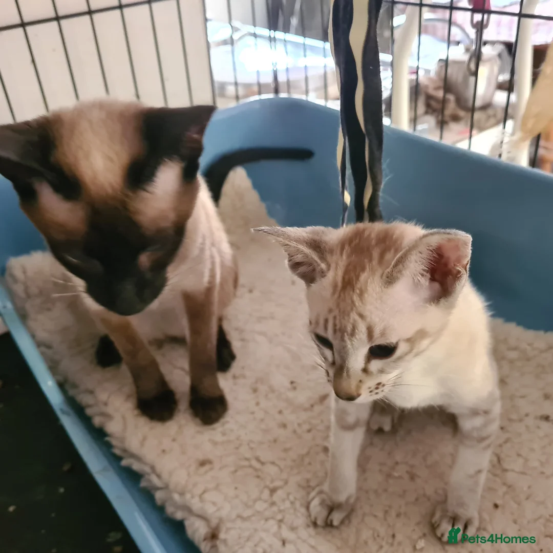 Siamese cats for sale: Old Style Siamese - Advert 1