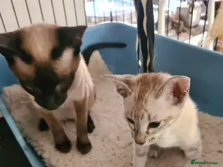 Siamese cats Old Style Siamese - Advert 1