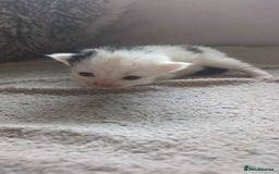 Mixed Breed cats for sale: Fluffy kitten - Image 10