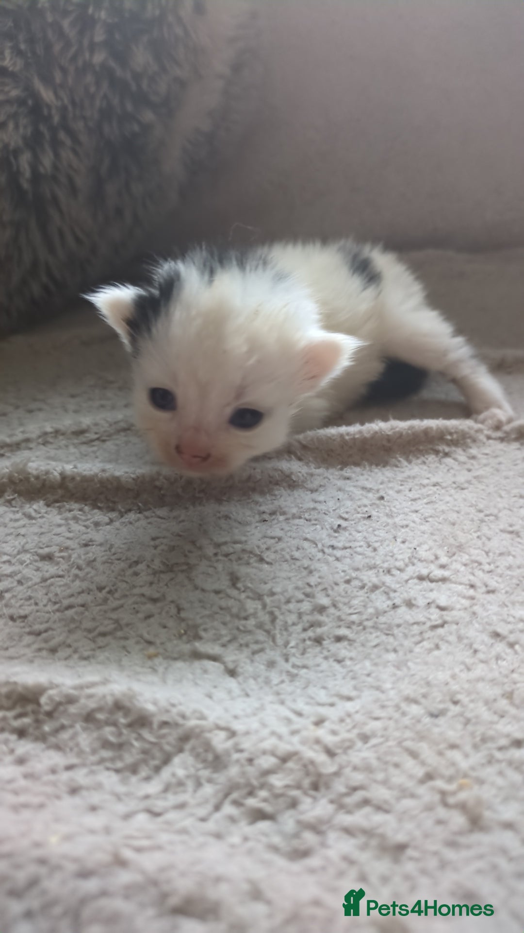 Mixed Breed cats for sale: Fluffy kitten - Image 10