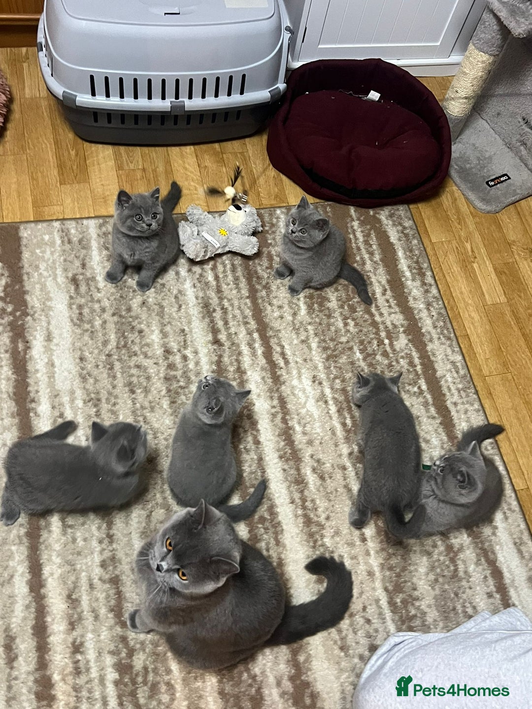 British Shorthair cats for sale: !!! Pure Blood Champions Pedigree BSH Kittens!!! - Advert 19