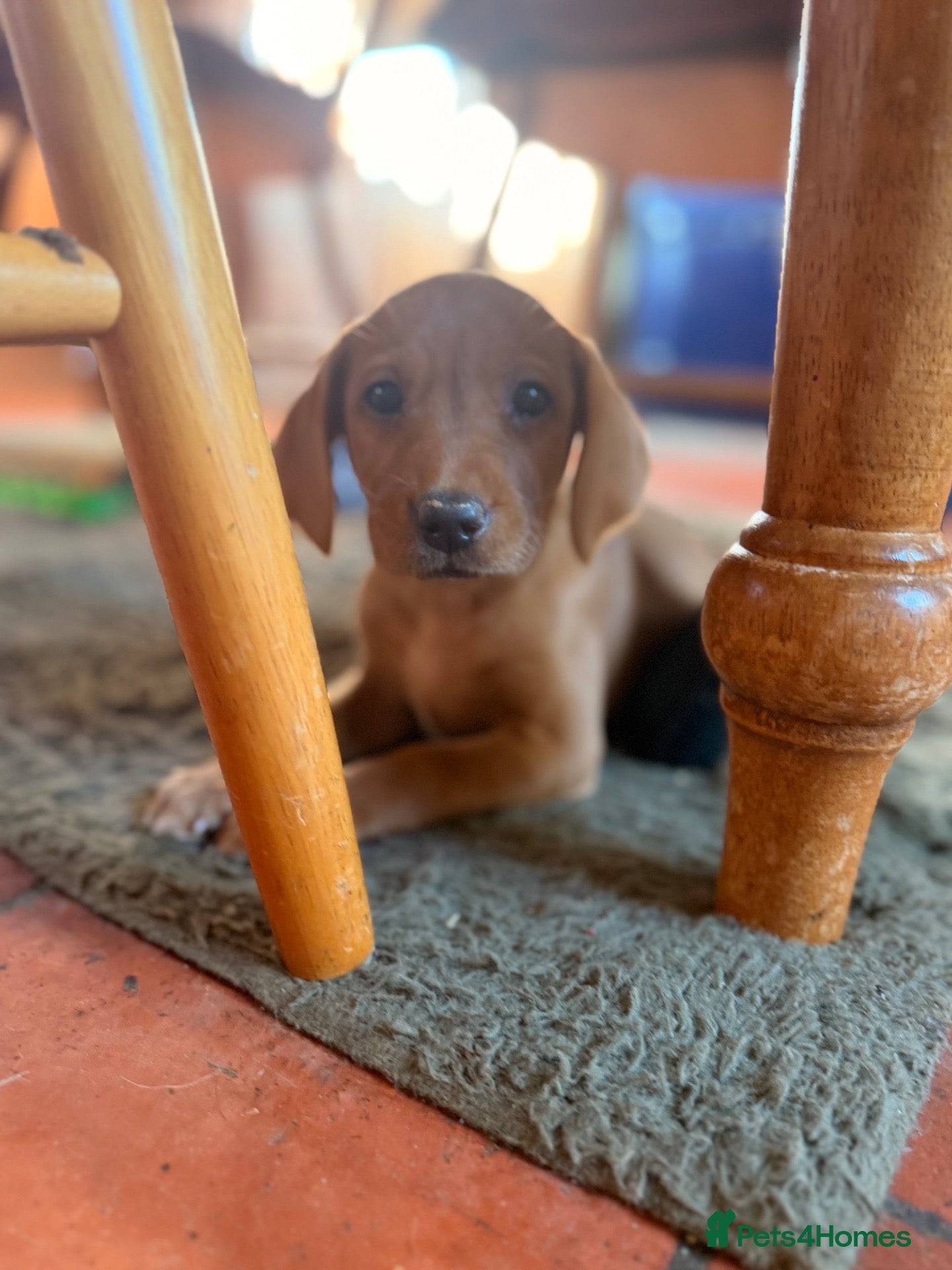 Labrador Retriever dogs for sale: One little girl left 🩷🏡💙 - Advert 2