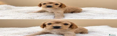 Cavapoo 2