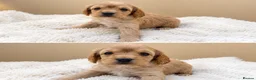 Cavapoo dogs for sale: F1 cavapoo puppies 5⭐️ breeder in Sheerness - Advert 3