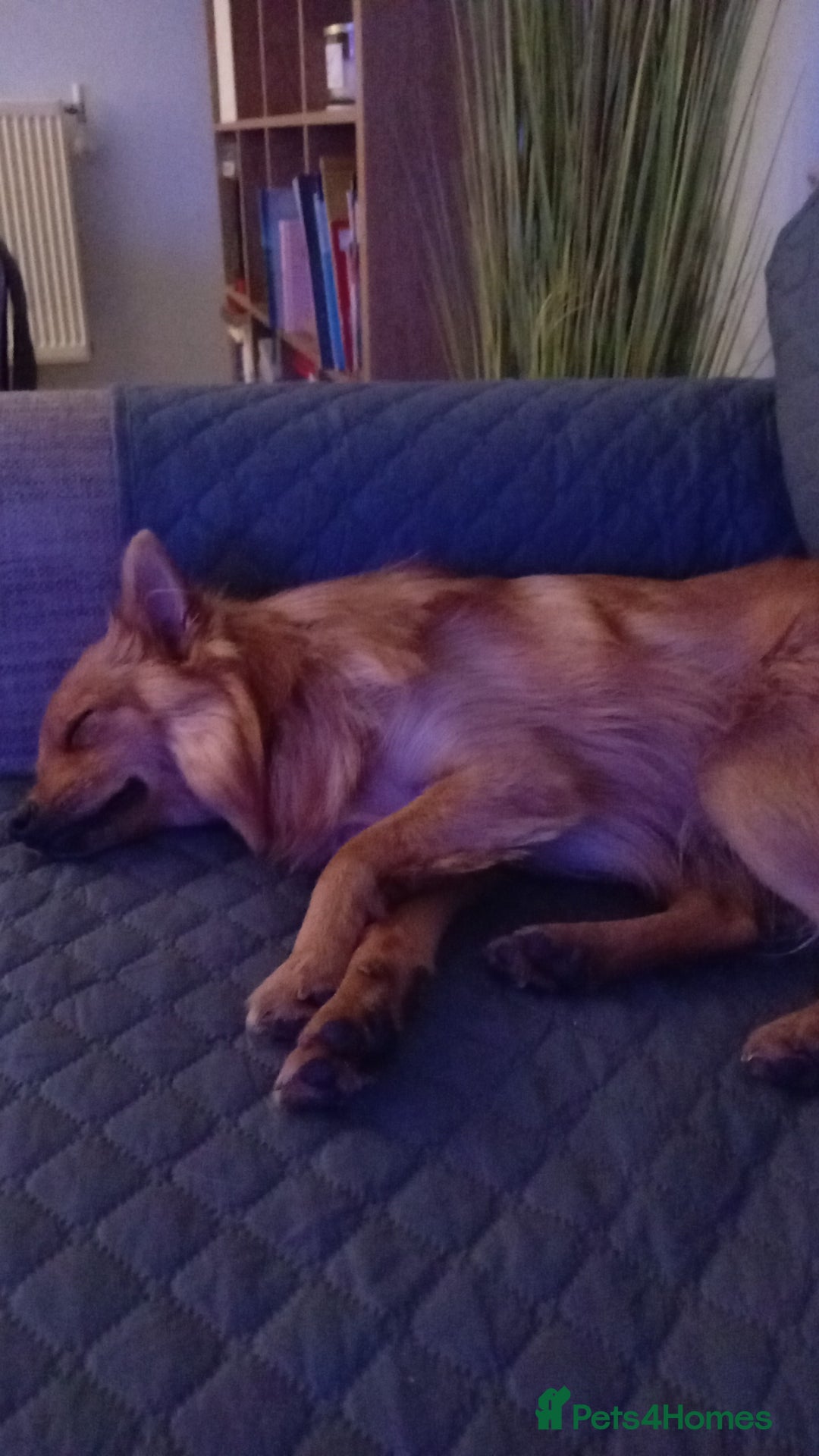 Mixed Breed dogs for sale: Pomeranian x Yorkshire Terrier - Image 3