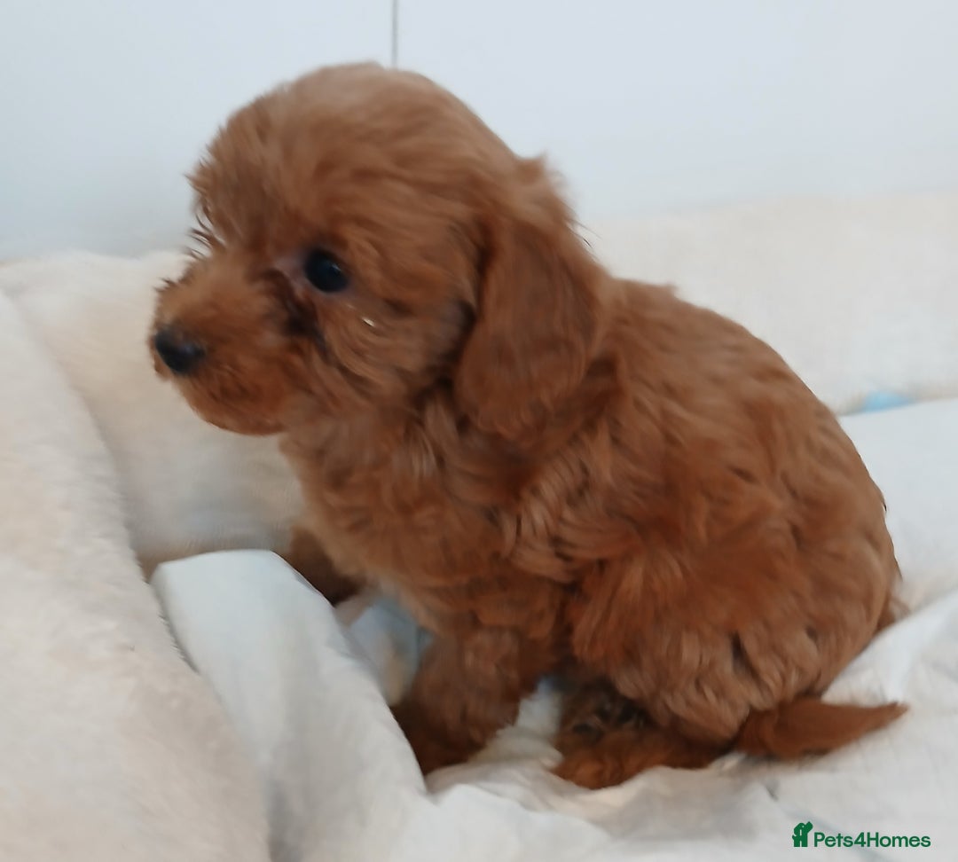 Cockapoo dogs for sale: Adorable F1B red cockapoo puppies  - Image 7