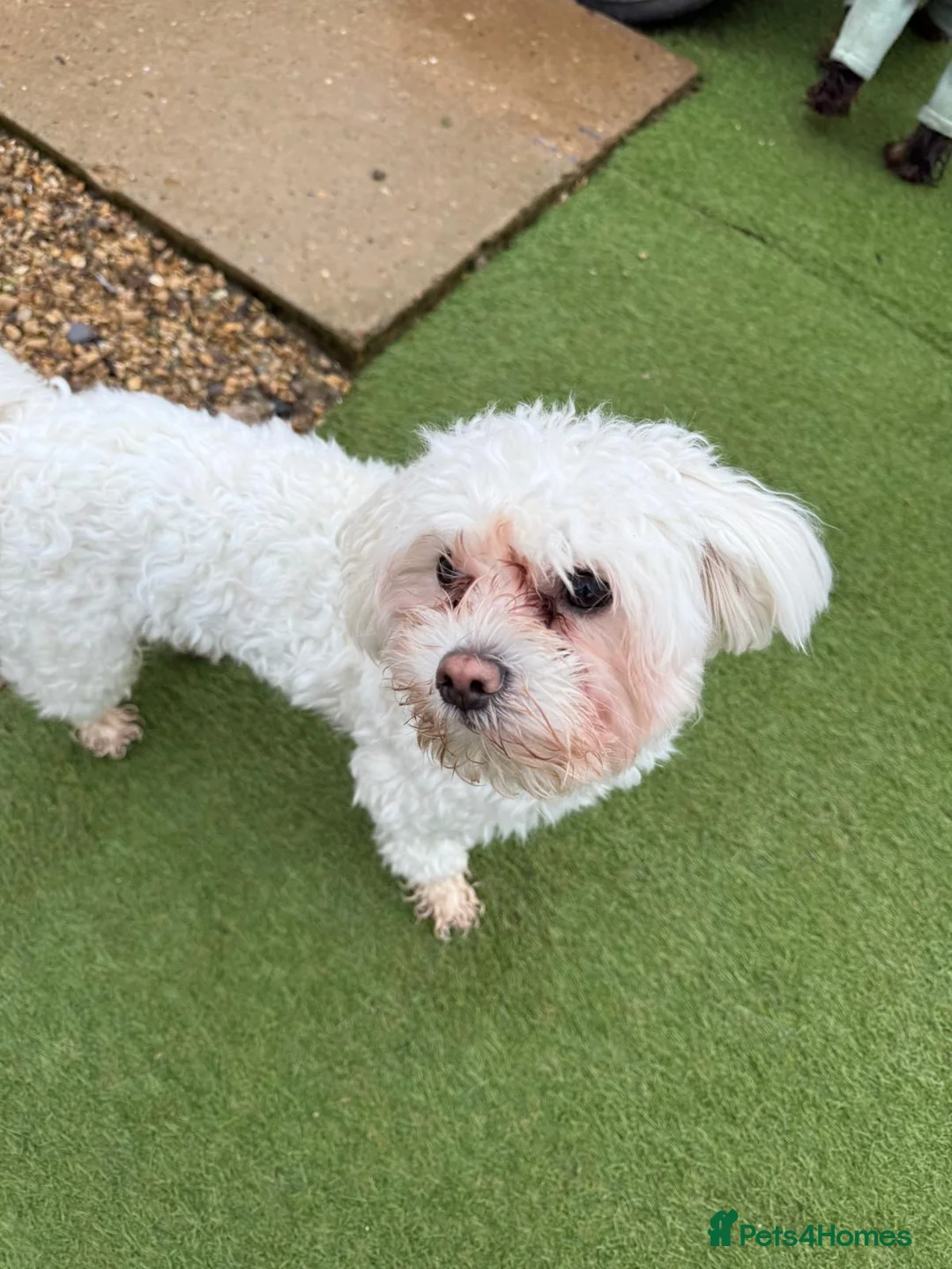 Bichon Frise dogs for sale: Two Mini Bichon Frise Ready for their New Home - Advert 23