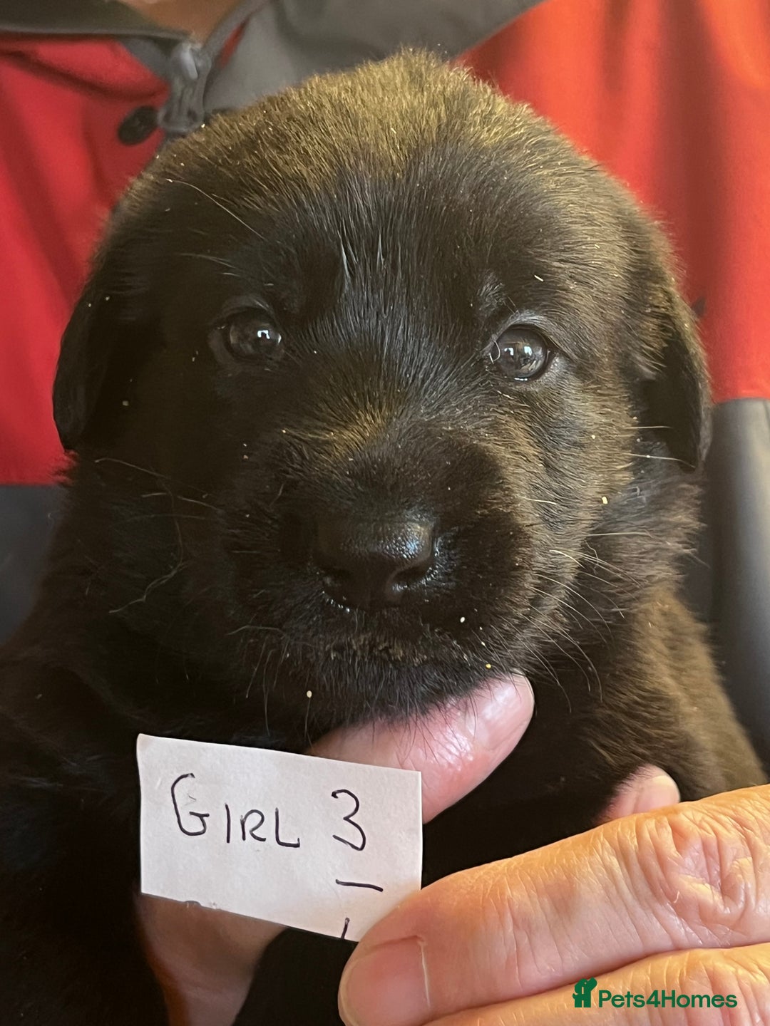 Mixed Breed dogs for sale: Black Shepherd Puppies - Advert 6
