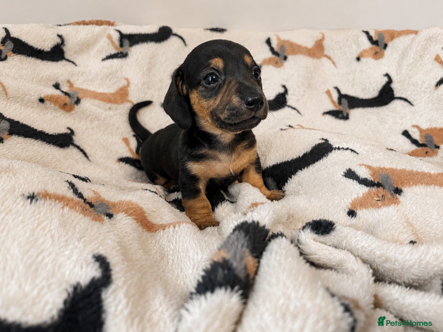 Miniature Dachshund dogs ✨Black & Tan Miniature Daschund Puppies ✨ - Advert 16