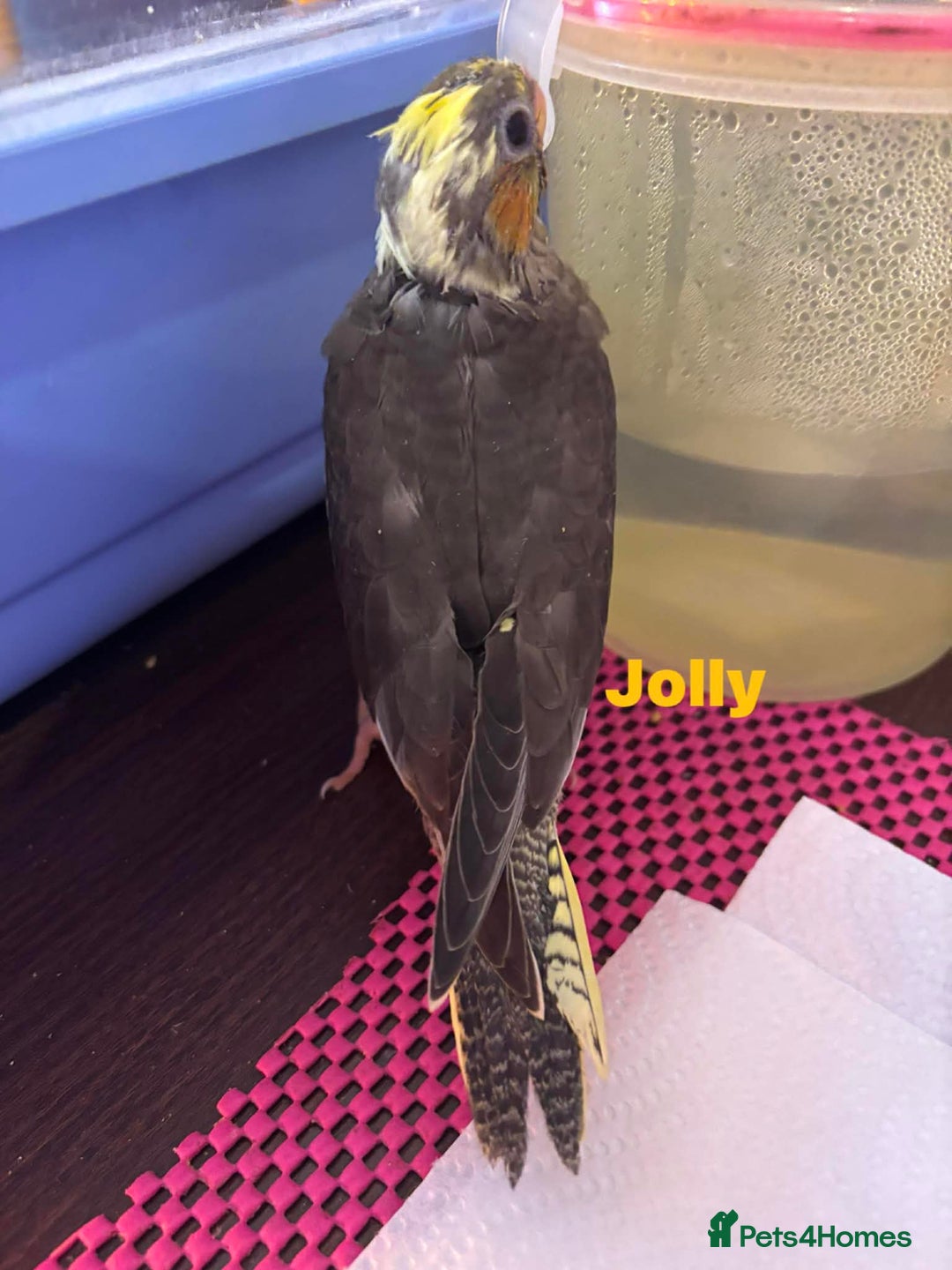 Cockatiels birds for sale: Hand reared and tame baby cockatiels  - Advert 7