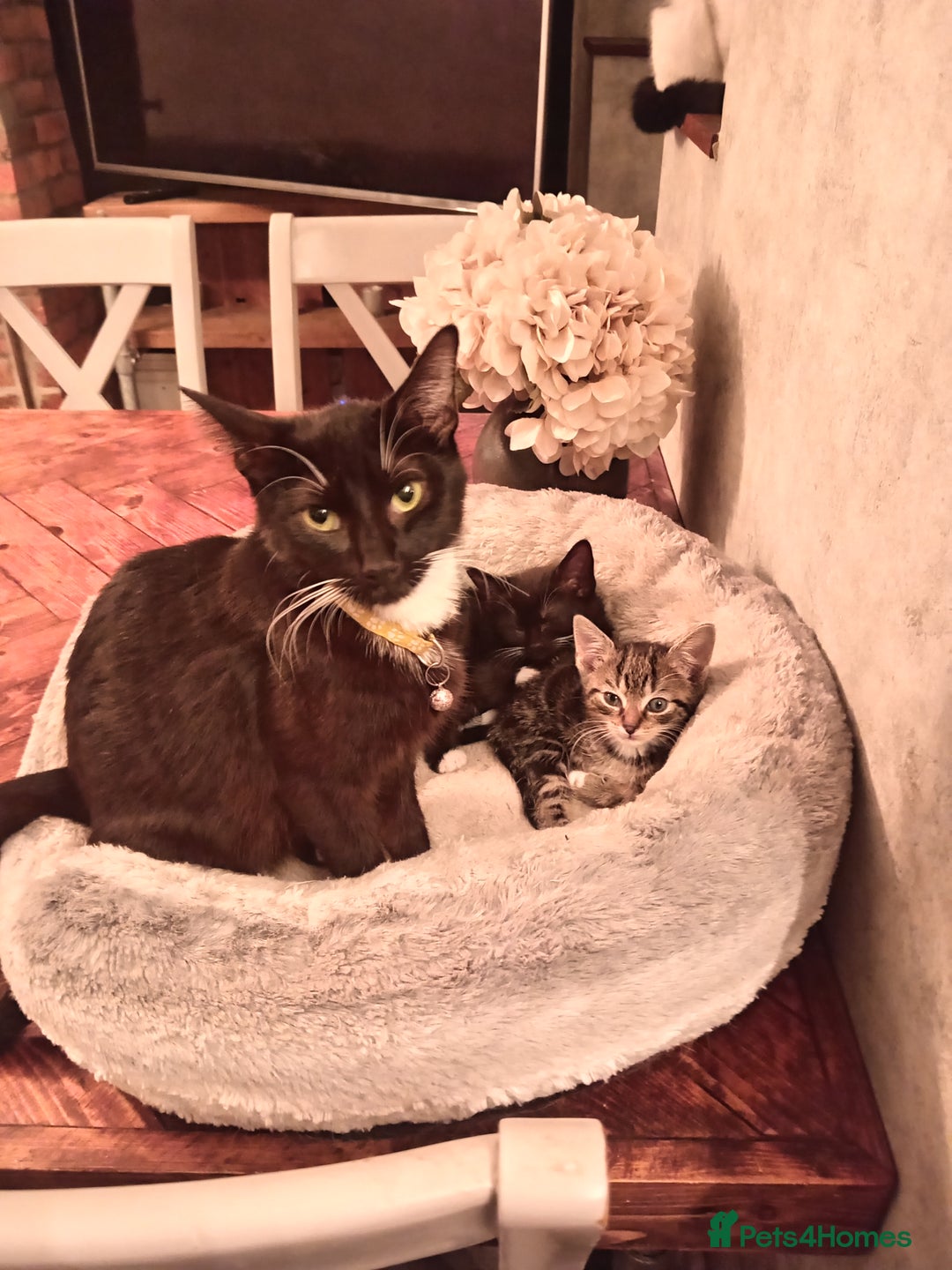 Mixed Breed cats for sale: 5 super cute mixed kittens - Image 10