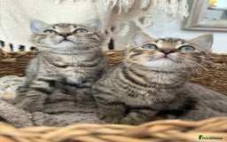 British Shorthair cats for sale: British short haired pedigree cross tabby kittens  - Image 3
