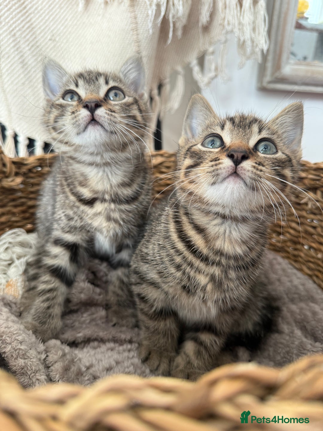 British Shorthair cats for sale: British short haired pedigree cross tabby kittens  - Image 3