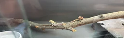 Bearded Dragon reptiles for sale: Bearded dragons in Hull - Advert 15