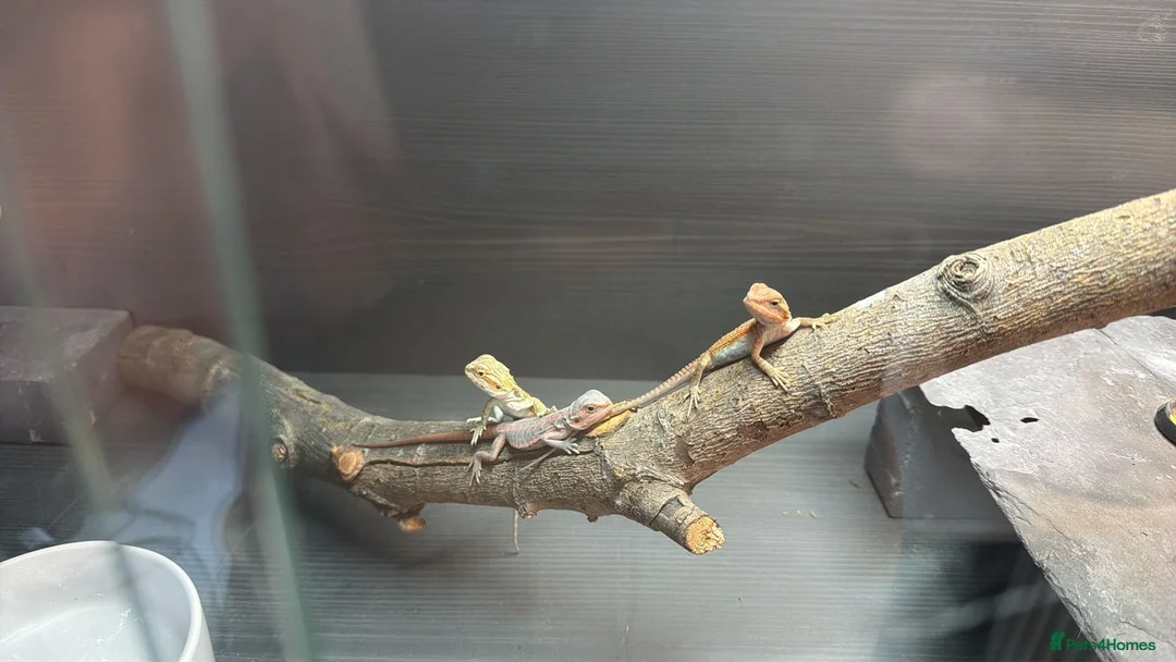 Bearded Dragon reptiles for sale: Bearded dragons in Hull - Advert 15
