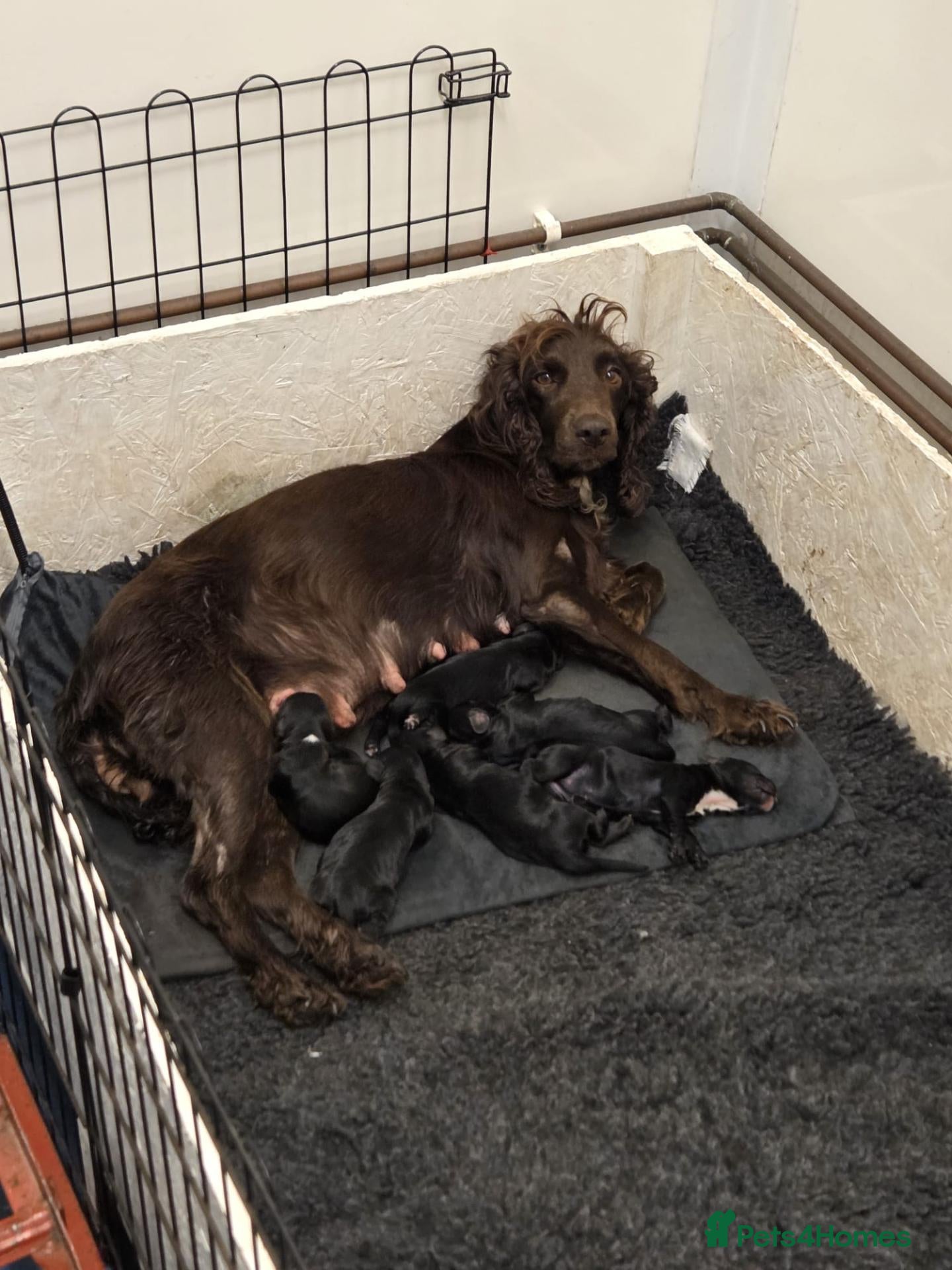 Cocker Spaniel dogs Black cocker spaniel puppies  - Advert 1