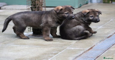 German Shepherd dogs - Advert 6