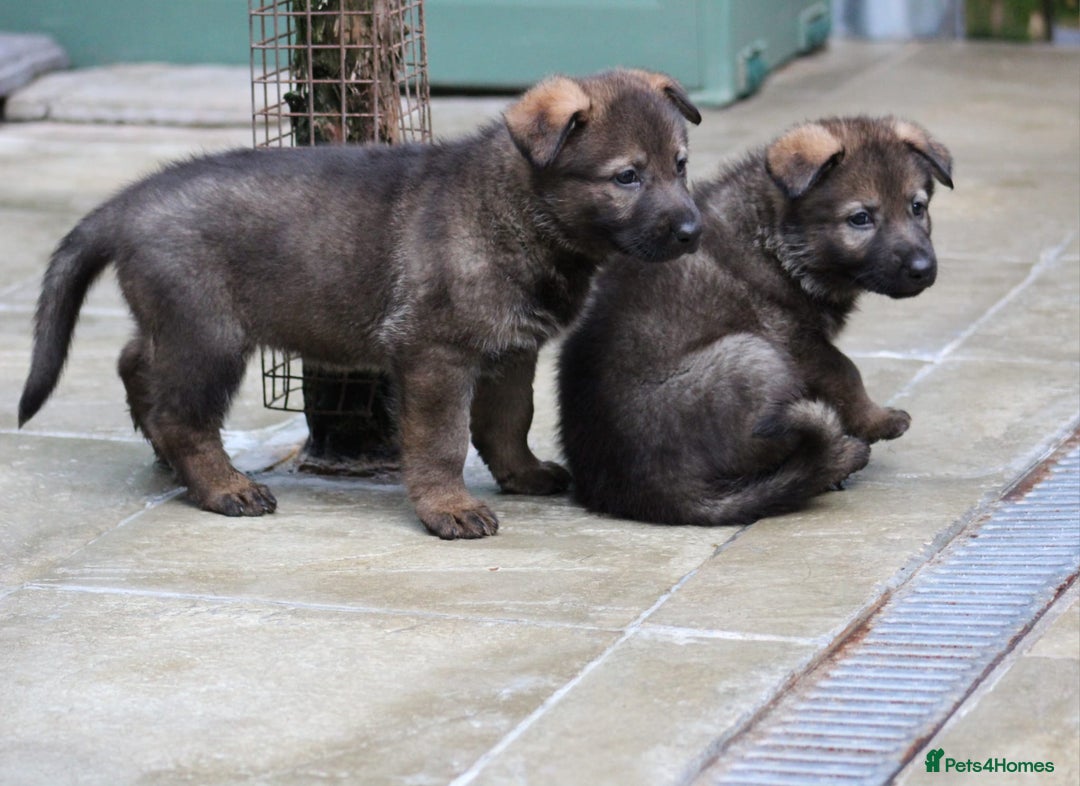 German Shepherd dogs for sale: TOP Quality German shepherd puppies  - Image 9