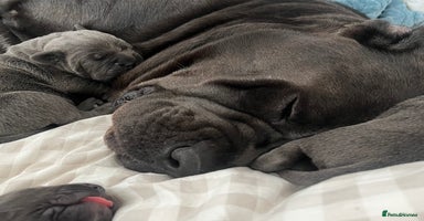 Cane Corso dogs in Wokingham - Advert 1