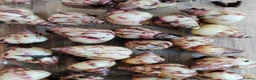 Snails invertebrates for sale: Limicolaria agathina baby snails x 3 - Advert 2