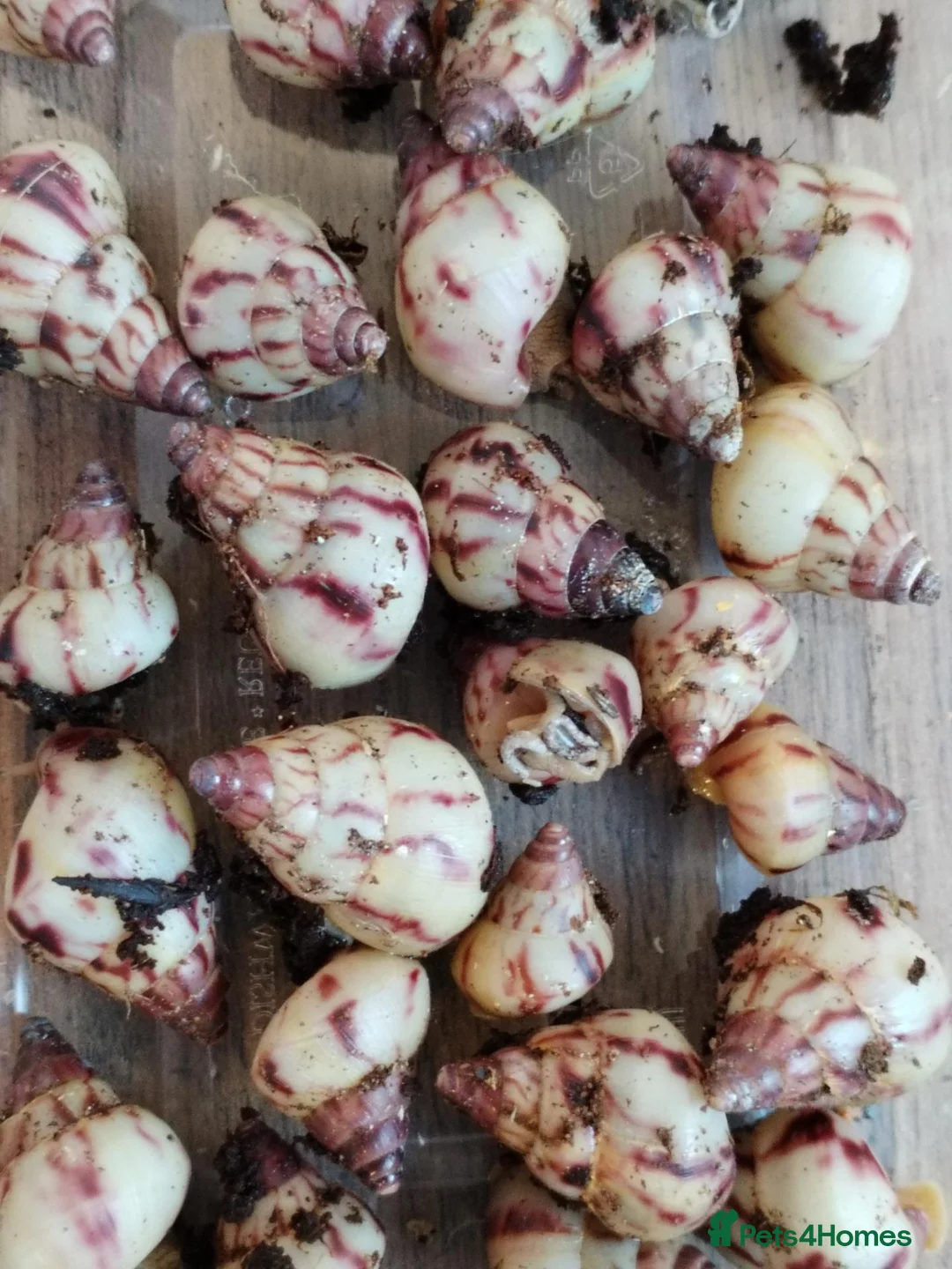 Snails invertebrates for sale: Limicolaria agathina baby snails x 3 - Advert 2