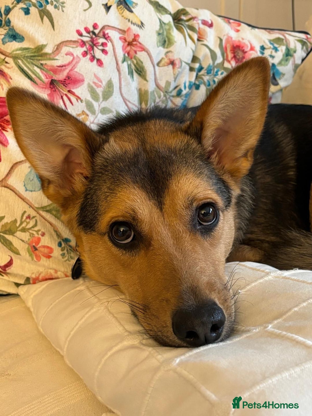 Mixed Breed dogs for adoption: Efa 🐾 would love a doggy sibling - Advert 14