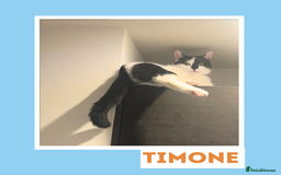 Mixed Breed cats for adoption: Sociable Cuddlebug - Image 4