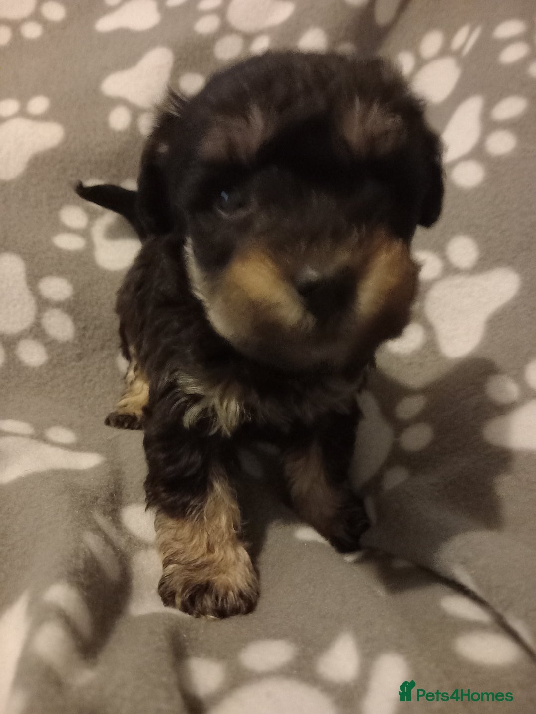 Mixed Breed dogs for sale: TOY SHNOODLES READY 21 DEC - Advert 13