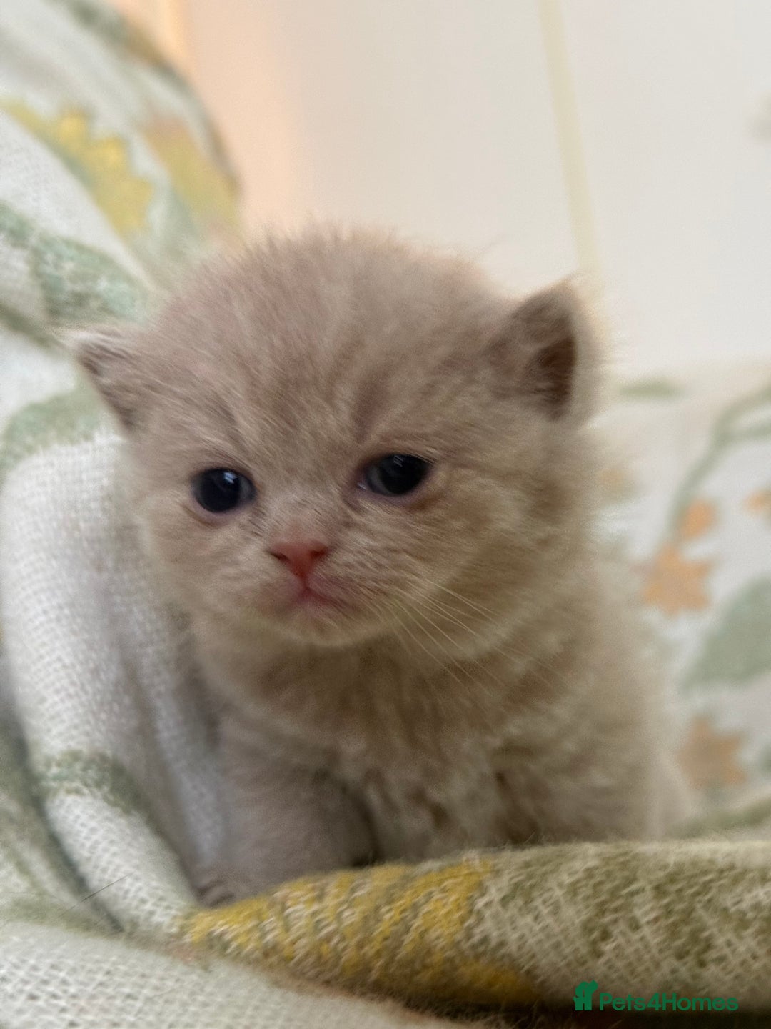 British Shorthair cats for sale: Beautiful GCCF and TICA reg British Shorthair  - Advert 22