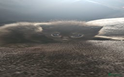 Mixed Breed cats for sale: Calico kittens  - Image 2