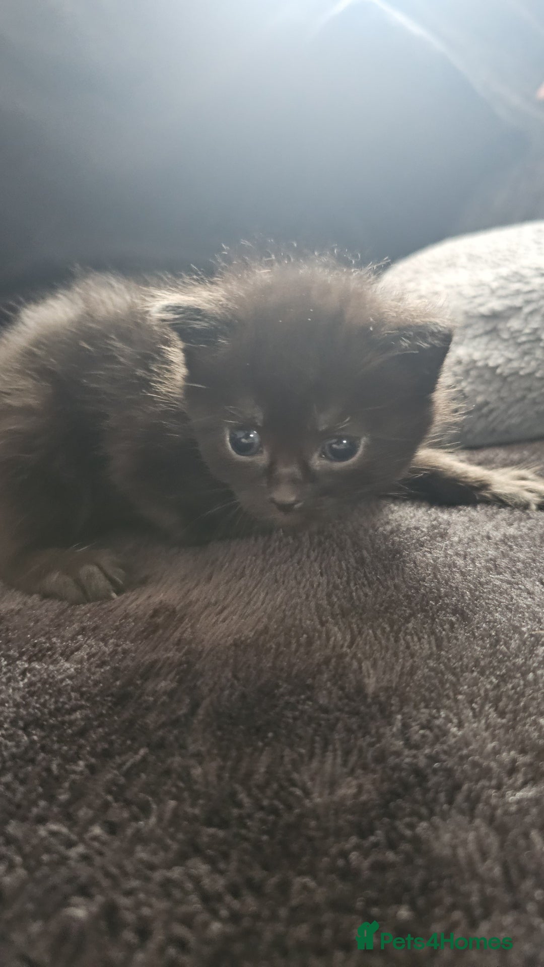 Mixed Breed cats for sale: Calico kittens  - Image 2