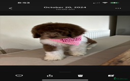 Bernedoodle dogs for sale: F1b St Berdoodle pups expected 15/9 - Image 14