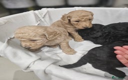 Standard Poodle dogs for sale: Stunning 5* Standard chunky poodle puppies 🐶  - Image 9