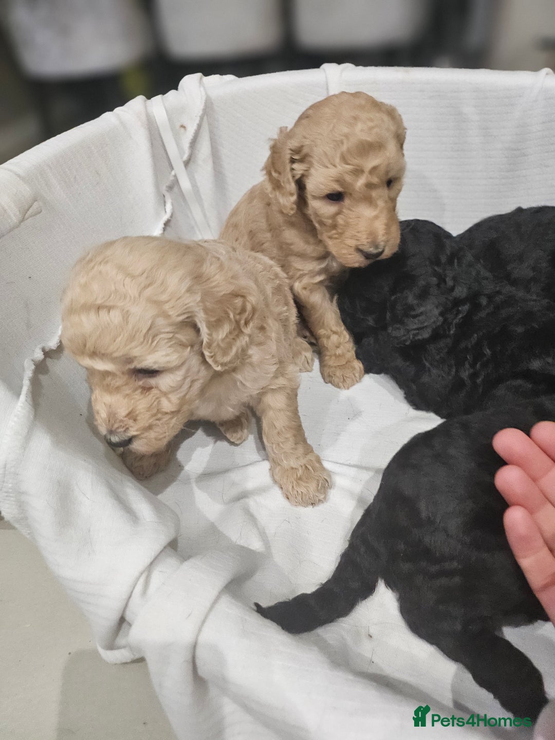 Standard Poodle dogs for sale: Stunning 5* Standard chunky poodle puppies 🐶  - Image 9