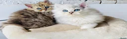 Persian cats for sale: Persian Pedigree Pkd/FELV Clear kittens - Advert 17