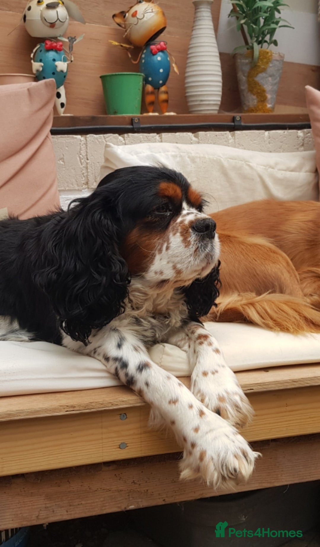 Cavalier King Charles Spaniel dogs for sale: 2 Cavalier king Charles puppies left - Image 31