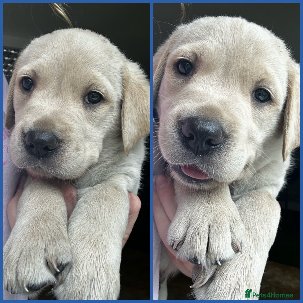 Goldador dogs *Gorgeous Goldador puppies* - Advert 1