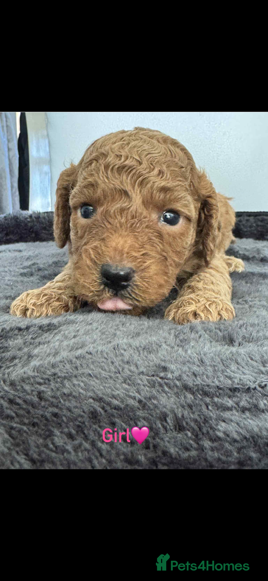 Cockapoo dogs for sale: F1B cockapoo   - Image 2