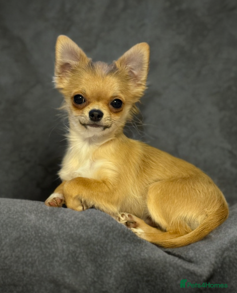 Chihuahua dogs Last show quality KC long coat Boy Russian lines - Advert 2